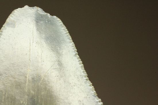 レア!青い弾丸イスルスの歯化石(その13)