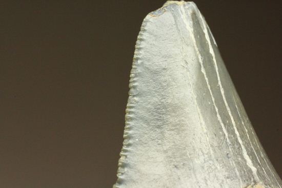 レア！青い弾丸イスルスの歯化石（その17）