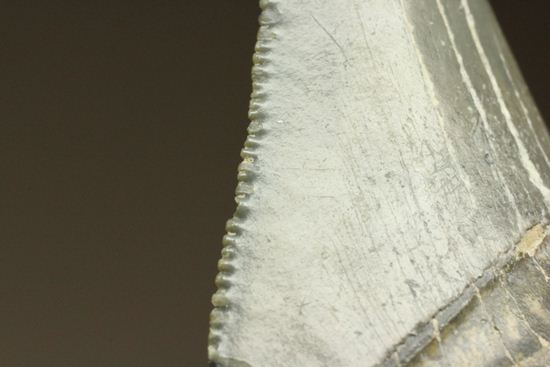 レア!青い弾丸イスルスの歯化石(その18)