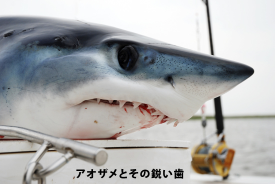レア!青い弾丸イスルスの歯化石(その2)