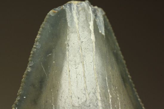 レア！青い弾丸イスルスの歯化石（その4）