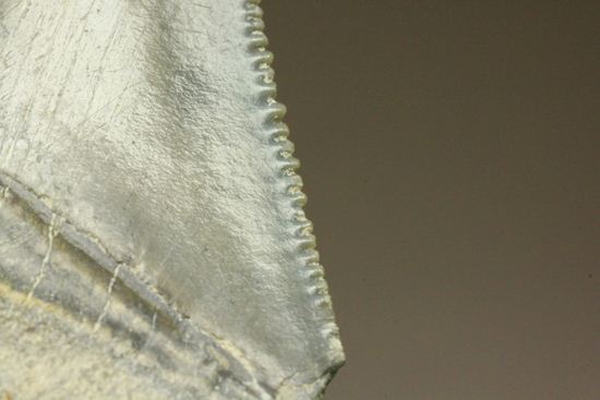 レア!青い弾丸イスルスの歯化石(その8)