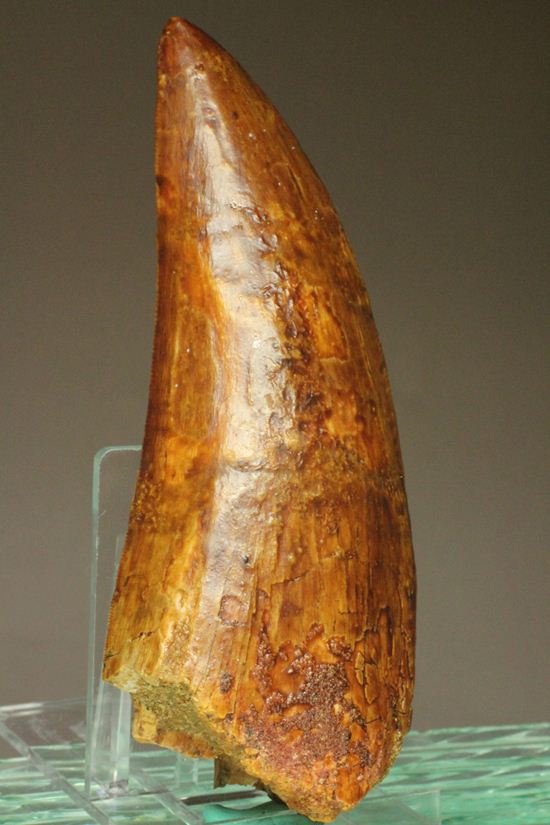 ついに出た!コレクションの最高峰!巨大歯 ロングカーブ11.5cm巨大歯!カルカロドントサウルス・サハリクス(その1)