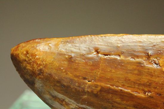 ついに出た!コレクションの最高峰!巨大歯 ロングカーブ11.5cm巨大歯!カルカロドントサウルス・サハリクス(その13)