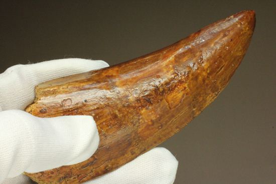 ついに出た!コレクションの最高峰!巨大歯 ロングカーブ11.5cm巨大歯!カルカロドントサウルス・サハリクス(その14)