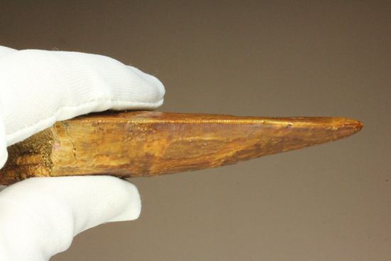 ついに出た!コレクションの最高峰!巨大歯 ロングカーブ11.5cm巨大歯!カルカロドントサウルス・サハリクス(その15)