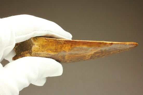 ついに出た!コレクションの最高峰!巨大歯 ロングカーブ11.5cm巨大歯!カルカロドントサウルス・サハリクス(その16)