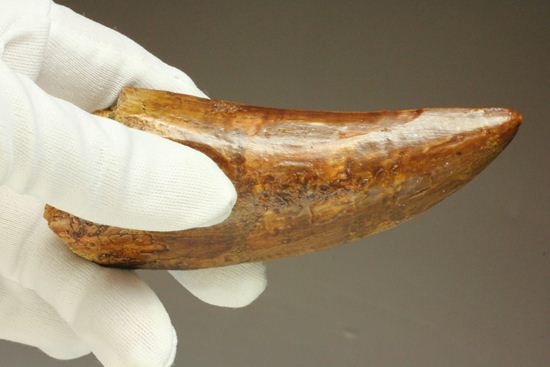 ついに出た!コレクションの最高峰!巨大歯 ロングカーブ11.5cm巨大歯!カルカロドントサウルス・サハリクス(その17)