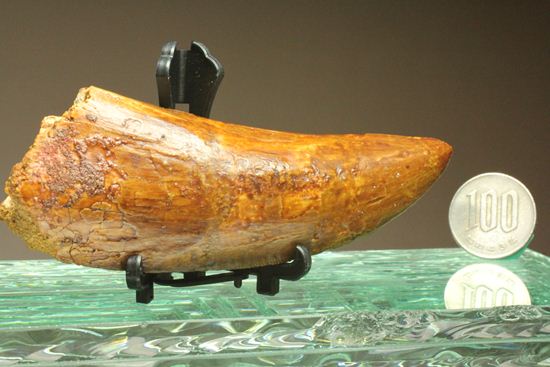 ついに出た!コレクションの最高峰!巨大歯 ロングカーブ11.5cm巨大歯!カルカロドントサウルス・サハリクス(その18)