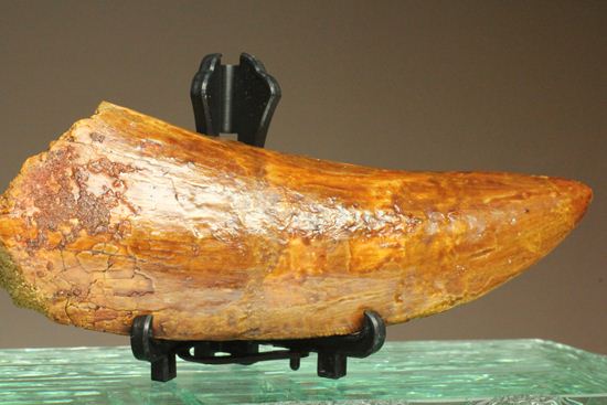 ついに出た!コレクションの最高峰!巨大歯 ロングカーブ11.5cm巨大歯!カルカロドントサウルス・サハリクス(その2)