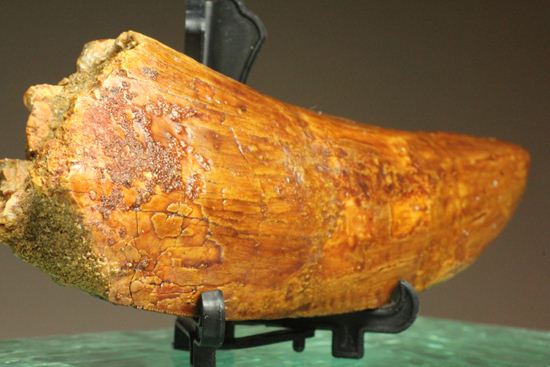 ついに出た!コレクションの最高峰!巨大歯 ロングカーブ11.5cm巨大歯!カルカロドントサウルス・サハリクス(その3)