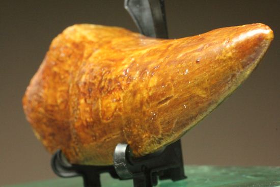 ついに出た!コレクションの最高峰!巨大歯 ロングカーブ11.5cm巨大歯!カルカロドントサウルス・サハリクス(その4)