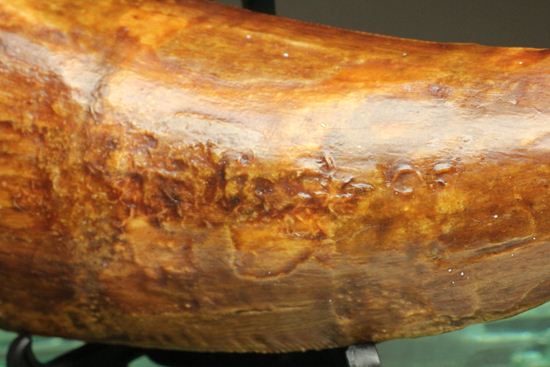 ついに出た!コレクションの最高峰!巨大歯 ロングカーブ11.5cm巨大歯!カルカロドントサウルス・サハリクス(その6)