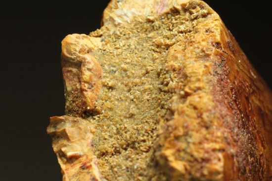 ついに出た!コレクションの最高峰!巨大歯 ロングカーブ11.5cm巨大歯!カルカロドントサウルス・サハリクス(その8)