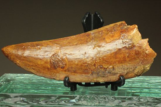 ついに出た!コレクションの最高峰!巨大歯 ロングカーブ11.5cm巨大歯!カルカロドントサウルス・サハリクス(その9)