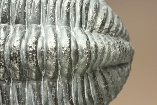 ぐるり360°楽しめる15.5cmの大迫力!ドロトプス・メガロマニクス(その10)