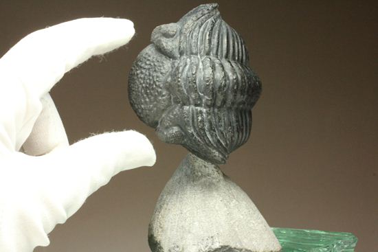 ぐるり360°楽しめる15.5cmの大迫力!ドロトプス・メガロマニクス(その15)