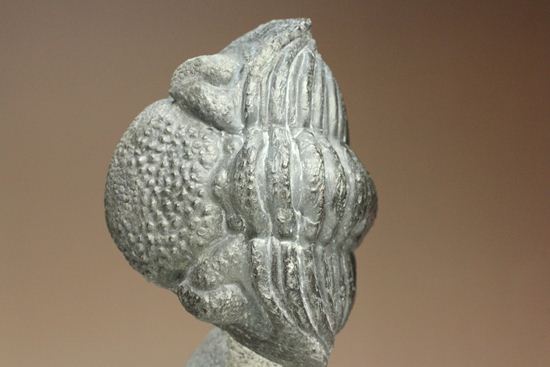 ぐるり360°楽しめる15.5cmの大迫力!ドロトプス・メガロマニクス(その5)