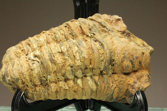 オルドビス紀の三葉虫ディアカリメネ・ウーズレグイ(Diacalymene ouzregui) (その1)