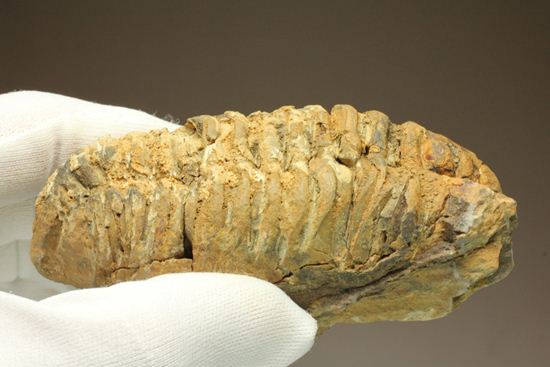 オルドビス紀の三葉虫ディアカリメネ・ウーズレグイ(Diacalymene ouzregui) (その11)