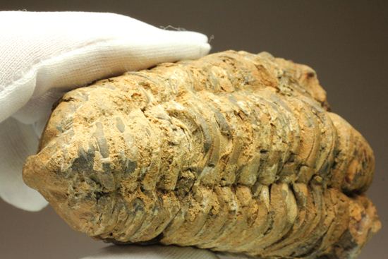 オルドビス紀の三葉虫ディアカリメネ・ウーズレグイ(Diacalymene ouzregui) (その13)