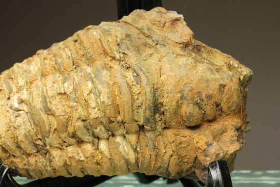オルドビス紀の三葉虫ディアカリメネ・ウーズレグイ(Diacalymene ouzregui) (その3)