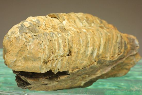 オルドビス紀の三葉虫ディアカリメネ・ウーズレグイ(Diacalymene ouzregui) (その7)
