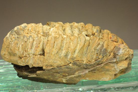 オルドビス紀の三葉虫ディアカリメネ・ウーズレグイ(Diacalymene ouzregui) (その8)