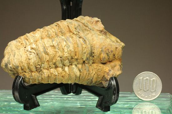 オルドビス紀の三葉虫ディアカリメネ・ウーズレグイ(Diacalymene ouzregui) (その9)