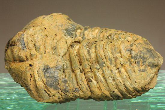 オルドビス紀の三葉虫ディアカリメネ・ウーズレグイ(Diacalymene ouzregui)(その1)