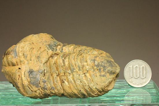 オルドビス紀の三葉虫ディアカリメネ・ウーズレグイ(Diacalymene ouzregui)(その7)