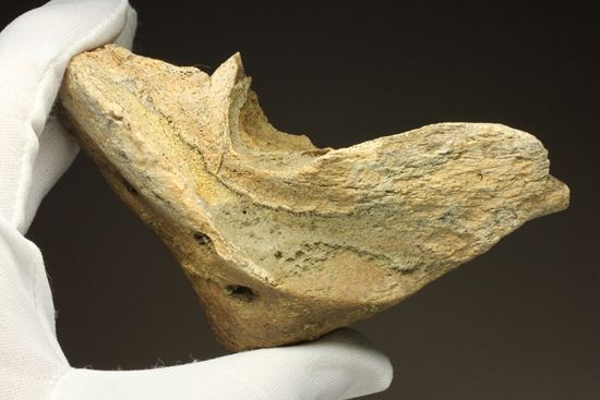 明らかにトリケラトプスと分かる！下あご骨化石（その1）