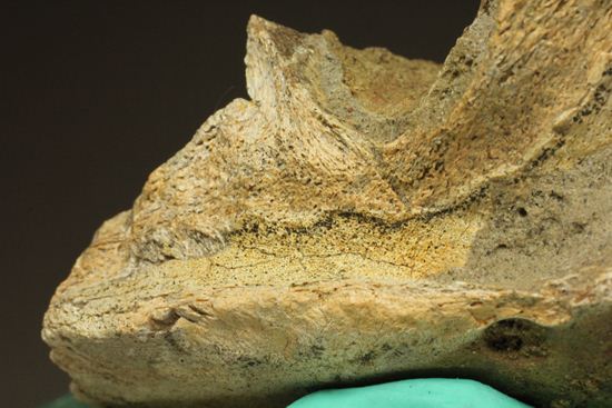 明らかにトリケラトプスと分かる！下あご骨化石（その14）