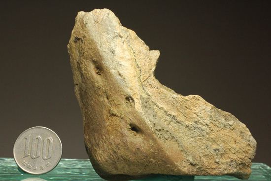 明らかにトリケラトプスと分かる！下あご骨化石（その15）