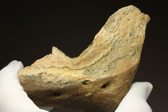 明らかにトリケラトプスと分かる！下あご骨化石（その17）
