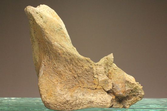 明らかにトリケラトプスと分かる！下あご骨化石（その2）