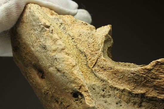 明らかにトリケラトプスと分かる！下あご骨化石（その20）