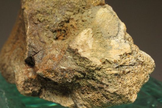 明らかにトリケラトプスと分かる！下あご骨化石（その8）