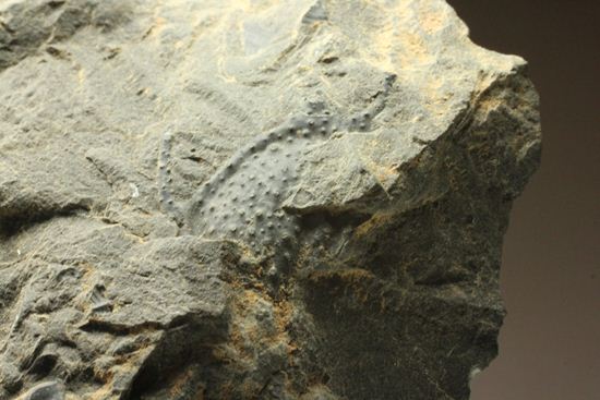 原石発見時からトレースしています。real deal ! アカンソピゲ・ハウエリ(Acanthopyge haueri)三葉虫の断片化石(その1)