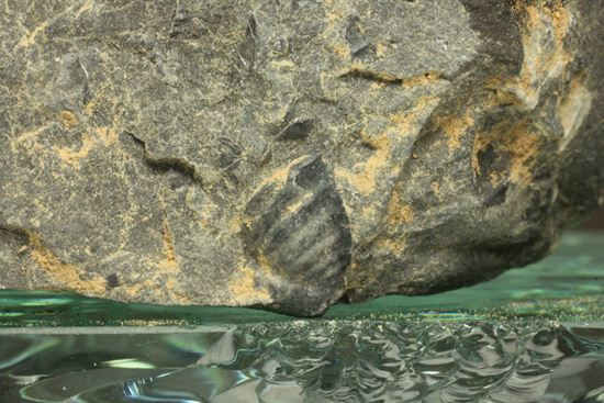 原石発見時からトレースしています。real deal ! アカンソピゲ・ハウエリ(Acanthopyge haueri)三葉虫の断片化石(その11)