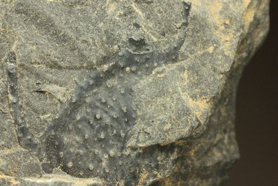 原石発見時からトレースしています。real deal ! アカンソピゲ・ハウエリ(Acanthopyge haueri)三葉虫の断片化石(その12)