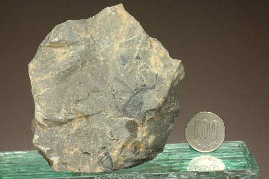 原石発見時からトレースしています。real deal ! アカンソピゲ・ハウエリ(Acanthopyge haueri)三葉虫の断片化石(その13)