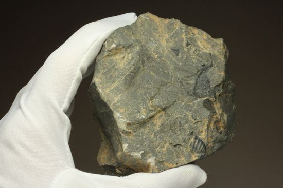 原石発見時からトレースしています。real deal ! アカンソピゲ・ハウエリ(Acanthopyge haueri)三葉虫の断片化石(その14)