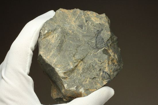 原石発見時からトレースしています。real deal ! アカンソピゲ・ハウエリ(Acanthopyge haueri)三葉虫の断片化石(その15)