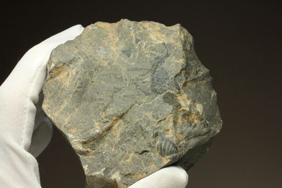 原石発見時からトレースしています。real deal ! アカンソピゲ・ハウエリ（Acanthopyge haueri）三葉虫の断片化石（その16）