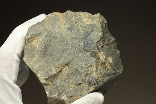 原石発見時からトレースしています。real deal ! アカンソピゲ・ハウエリ(Acanthopyge haueri)三葉虫の断片化石(その16)