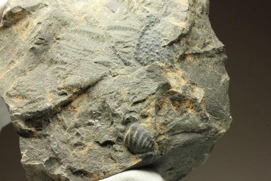 原石発見時からトレースしています。real deal ! アカンソピゲ・ハウエリ(Acanthopyge haueri)三葉虫の断片化石(その17)