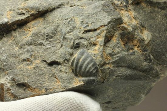 原石発見時からトレースしています。real deal ! アカンソピゲ・ハウエリ(Acanthopyge haueri)三葉虫の断片化石(その18)