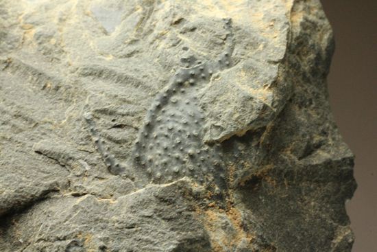 原石発見時からトレースしています。real deal ! アカンソピゲ・ハウエリ(Acanthopyge haueri)三葉虫の断片化石(その19)
