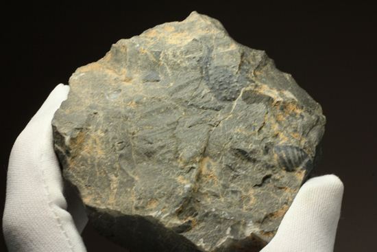 原石発見時からトレースしています。real deal ! アカンソピゲ・ハウエリ(Acanthopyge haueri)三葉虫の断片化石(その20)